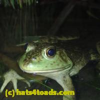 /home//u458753944/public_html/sourcegallery///Frogs/More bullfrogs/P7060244.JPG